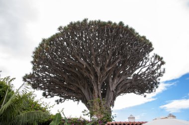 bin yıllık drago ağaç