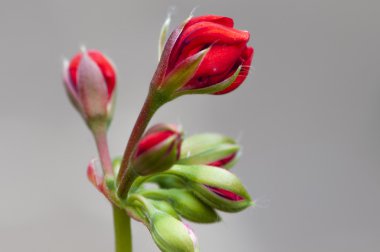 kırmızı renkli çiçek