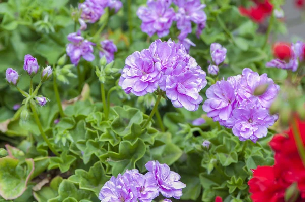 Colore fiore viola — Foto Stock