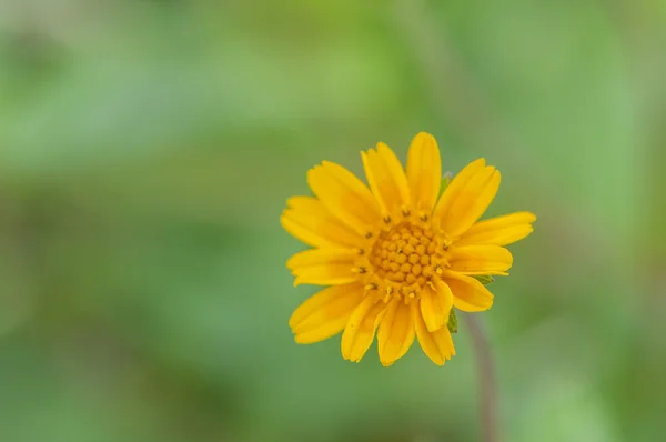 Flor de cor amarela — Fotografia de Stock