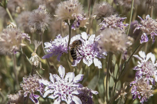 Arı bal topluyor — Stok fotoğraf