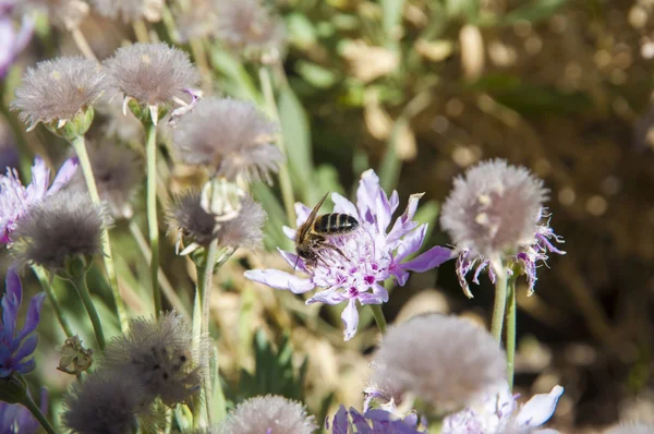 ミツバチ採集蜂蜜 — ストック写真