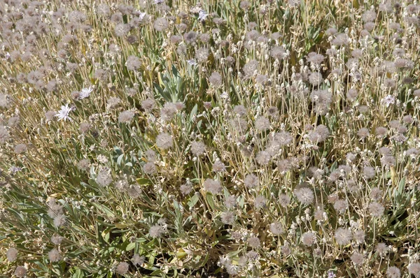 Torkade blommor — Stockfoto