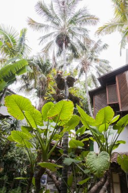 bir evin bahçesinde 