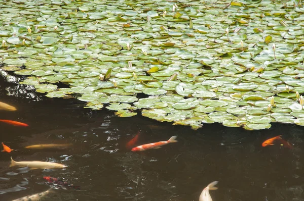 Pez koi —  Fotos de Stock