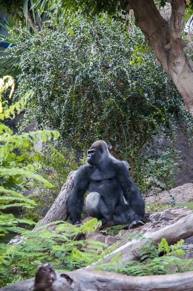 Gorilla — Stockfoto