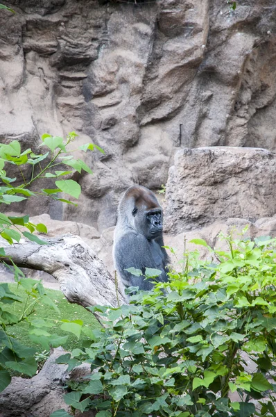 Gorilla — Stock Photo, Image