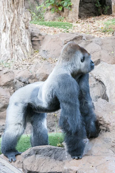 Gorilla — Stock Photo, Image