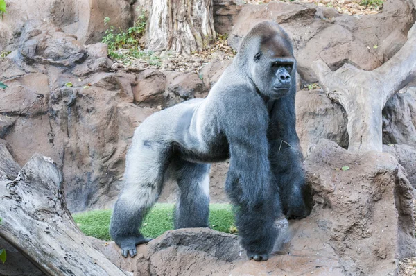 Gorilla — Stock Photo, Image