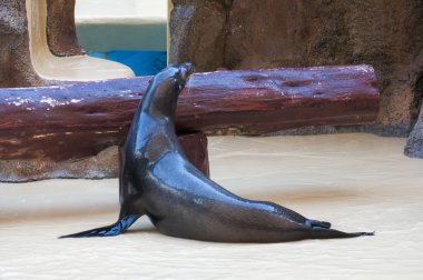 tuzlu su memeli mühür 