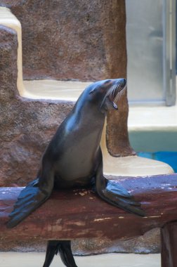 tuzlu su memeli mühür 