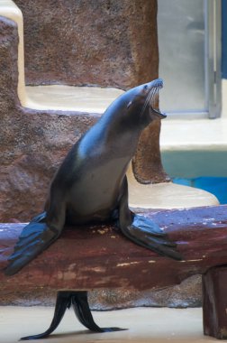 tuzlu su memeli mühür