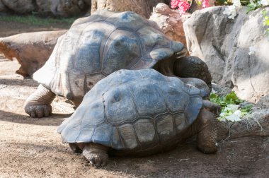 çok eski kaplumbağa 