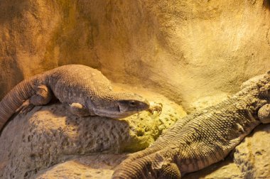 güneşlenme kertenkele 