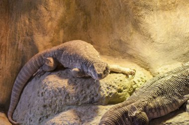 güneşlenme kertenkele 