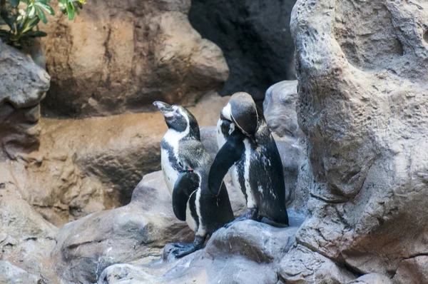 Pinguim da antártica — Fotografia de Stock