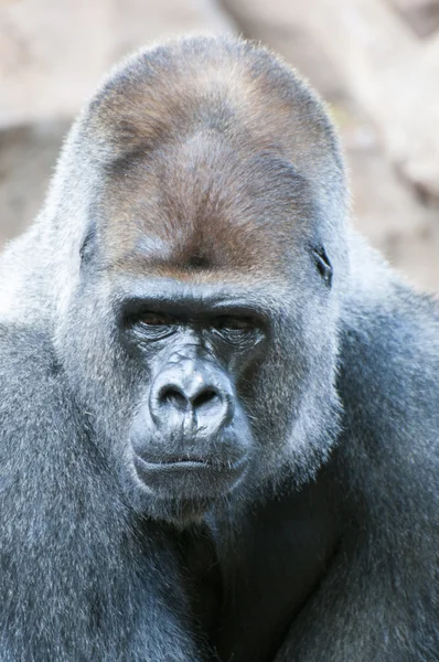 Gorilla — Stockfoto