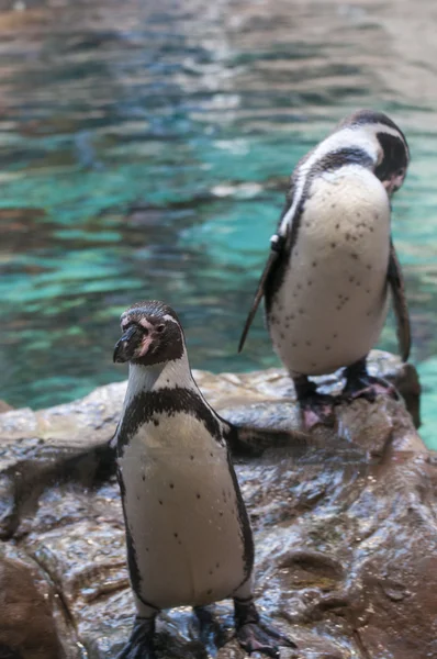 南極のペンギン — ストック写真