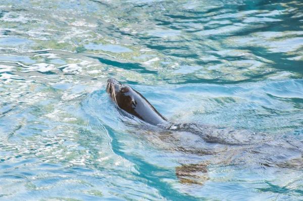Seal saltwater mammal — Stock Photo, Image