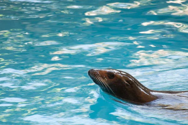 Sello mamífero de agua salada — Foto de Stock