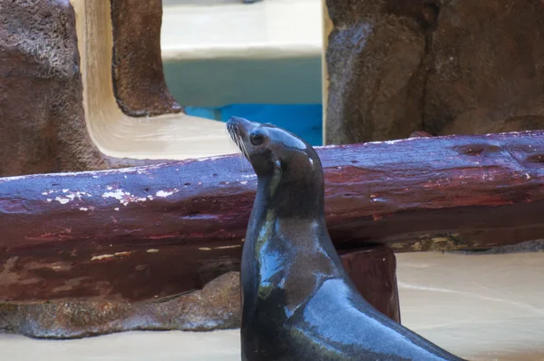 Mammiferi marini di foca — Foto Stock