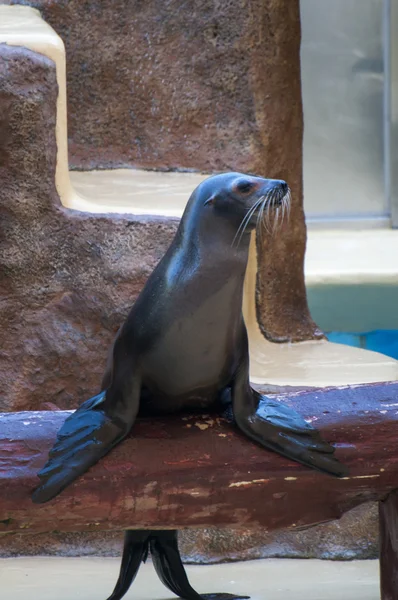 Seal saltwater mammal — Stock Photo, Image