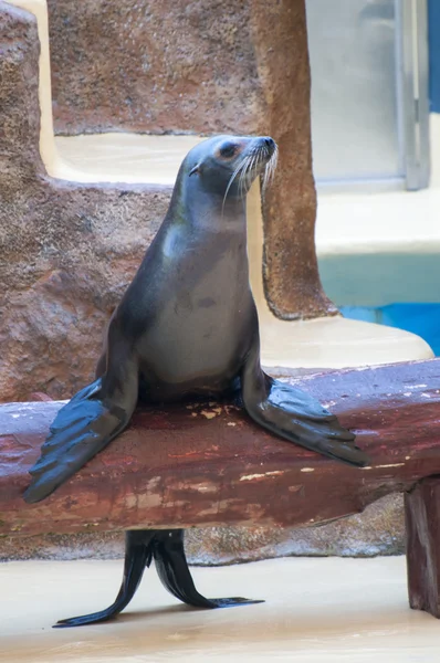Mammiferi marini di foca — Foto Stock