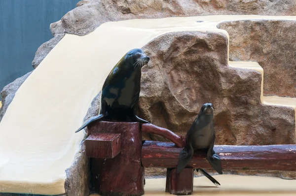 Mammiferi marini di foca — Foto Stock