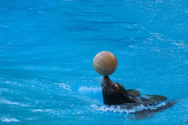 Seal saltwater mammal — Stock Photo, Image