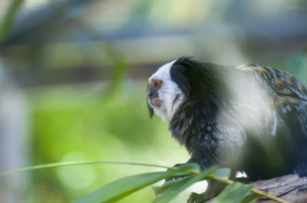 Tüylü maymun — Stok fotoğraf