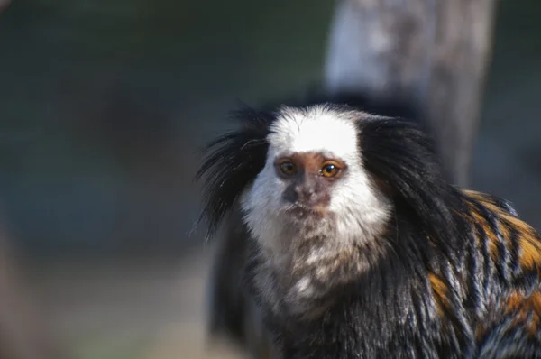 Mono peludo — Foto de Stock