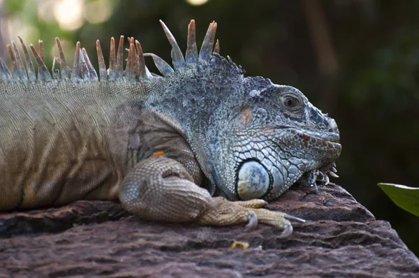 Iguana grande —  Fotos de Stock