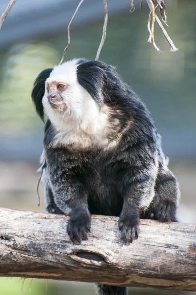 Harige aap — Stockfoto