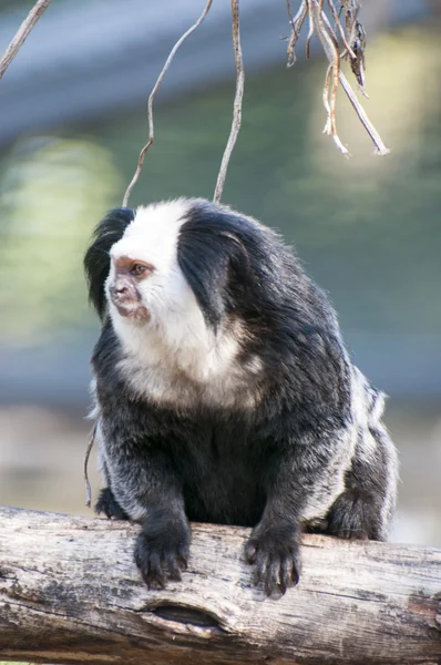 Furry monkey — Stock Photo, Image