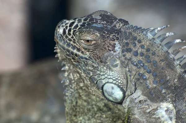 Iguana grande —  Fotos de Stock