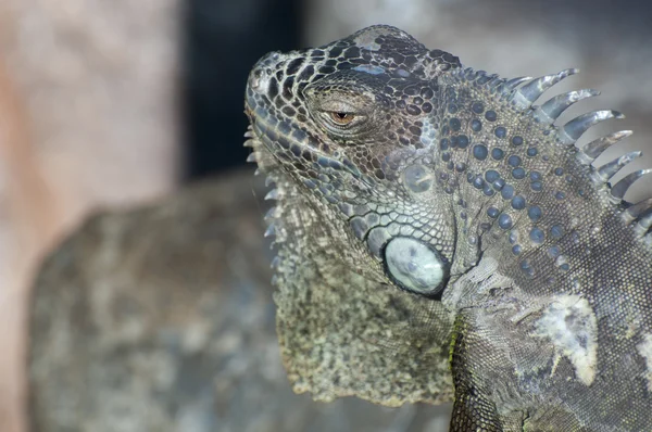 Iguana grande —  Fotos de Stock