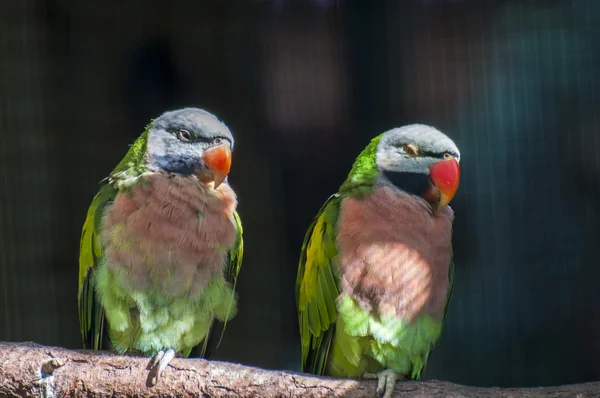 Green parrot — Stock Photo, Image