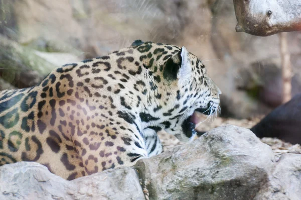 Listras de tigre — Fotografia de Stock