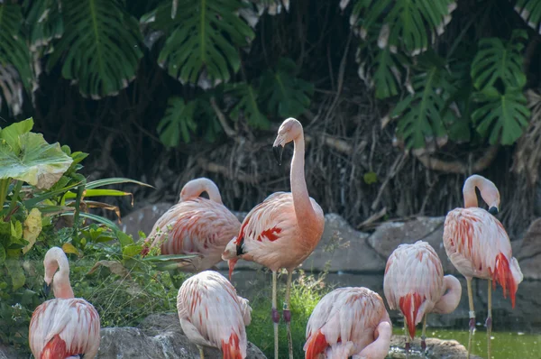 Flamingos — Stock Photo, Image