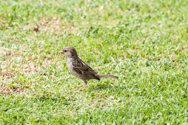 Gorrión mirando —  Fotos de Stock