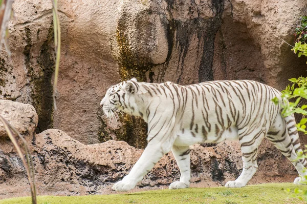 Weißer Tiger — Stockfoto