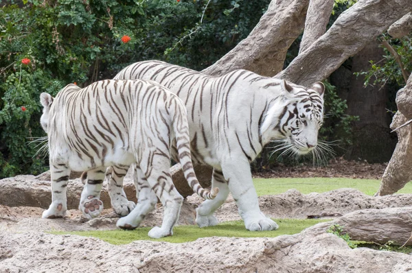 Weißer Tiger — Stockfoto