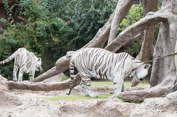 Weißer Tiger — Stockfoto