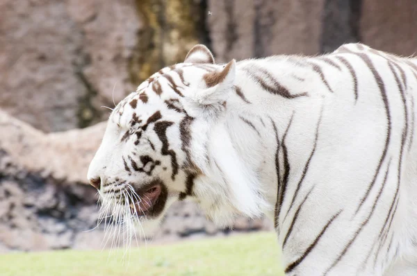 Weißer Tiger — Stockfoto