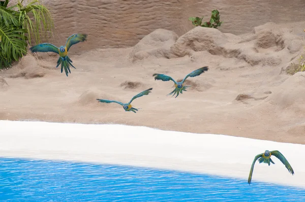 Parrots flying — Stock Photo, Image