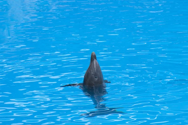 Nuoto dei delfini — Foto Stock