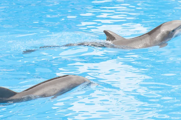 Delfine schwimmen — Stockfoto