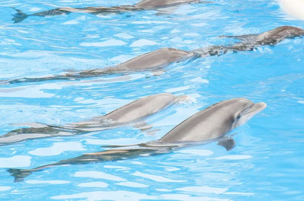 Delfine schwimmen — Stockfoto