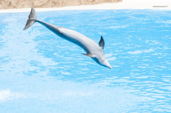 Плавание дельфинов — стоковое фото