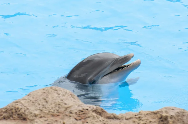 Delfines nadando — Foto de Stock